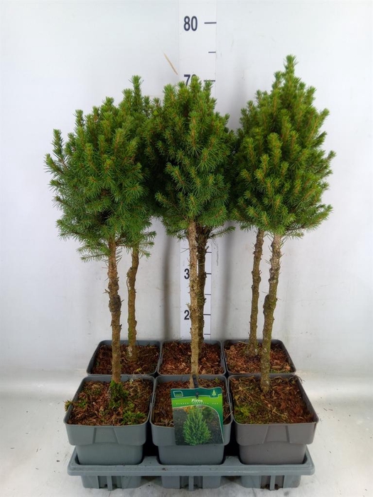 <h4>Picea glauca 'Perfecta'</h4>