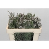 Kaaps Groen Silver Brunia