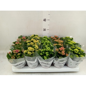 Kalanchoe blos.   ..rosebud mix  5