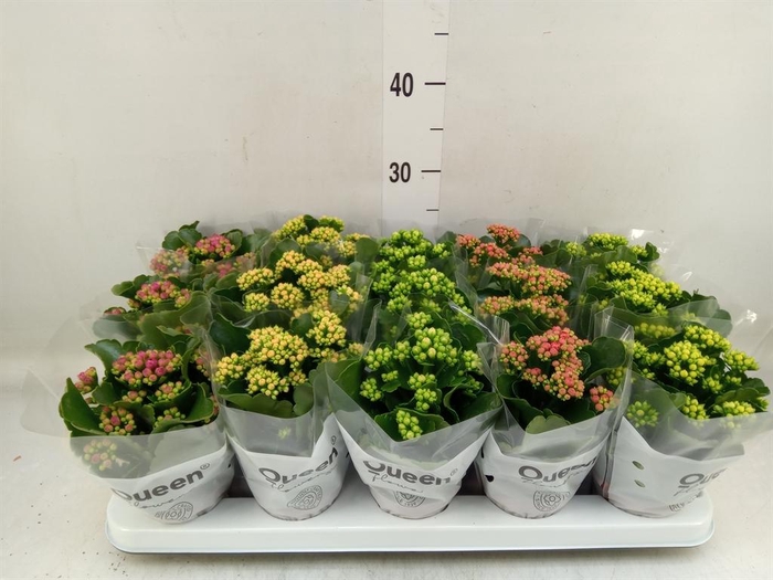 <h4>Kalanchoe blos.   ..rosebud mix  5</h4>
