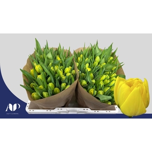 TU DU DOUBLE TROUBLE