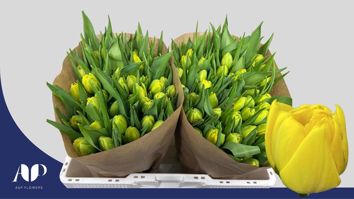 <h4>TU DU DOUBLE TROUBLE</h4>