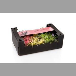 TILLANDSIA IONANTHA MIX 3 KLEUREN
