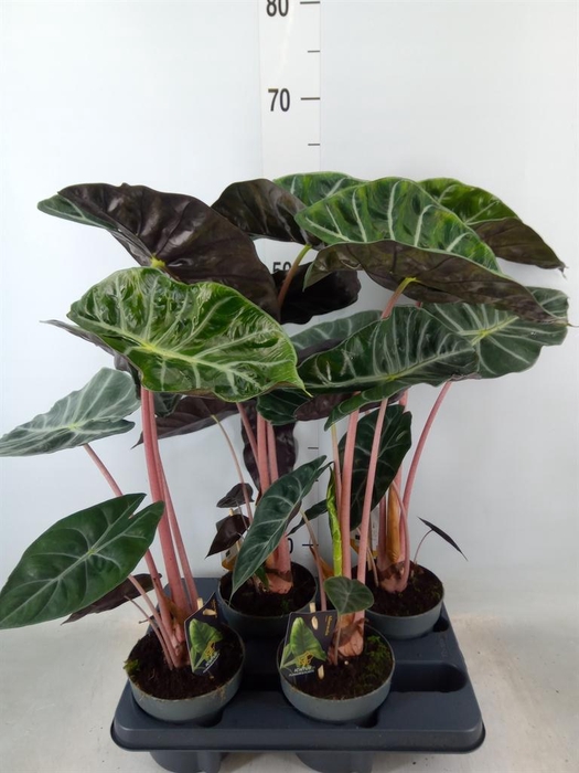 <h4>Alocasia   ...</h4>