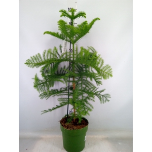 Araucaria heterophylla
