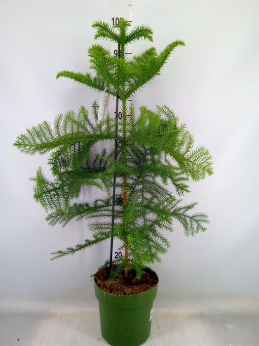 <h4>Araucaria heterophylla</h4>