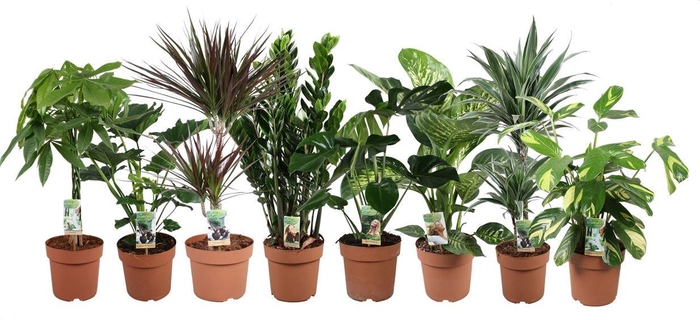 <h4>Kamerplanten</h4>