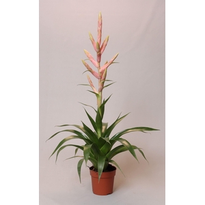 TILLANDSIA  'DOLCE' DOLCE PINK