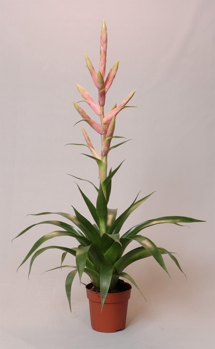 <h4>TILLANDSIA 'DOLCE' DOLCE PINK</h4>