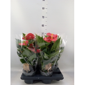 Anthurium andr. 'Esudo'