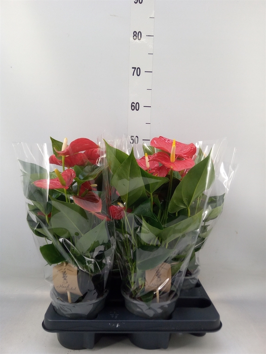 <h4>Anthurium andr. 'Esudo'</h4>