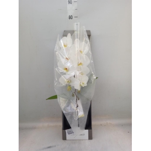 Phalaenopsis   ...white