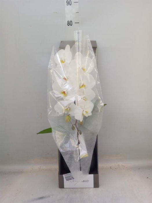 <h4>Phalaenopsis ...white</h4>