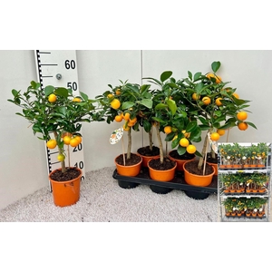 CITR MICROCARPA