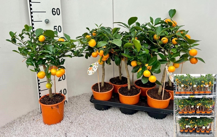 <h4>Citr Microcarpa</h4>