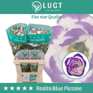 Eustoma russ. DU 'Rosita Blue Pico'