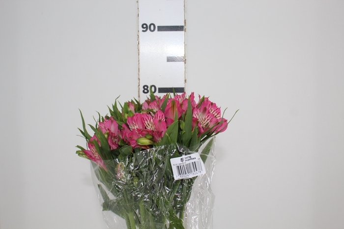 <h4>ALSTROEMERIA PAMELA 080 CM</h4>