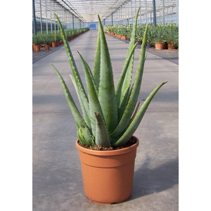 Aloe vera