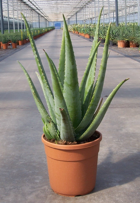 <h4>Aloe vera</h4>