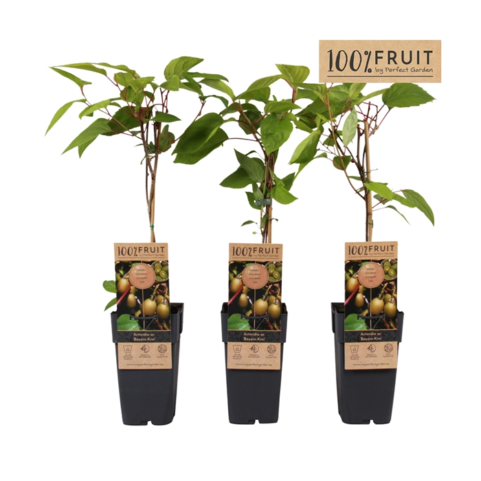 <h4>Actinidia arguta Bayern Kiwi P15</h4>
