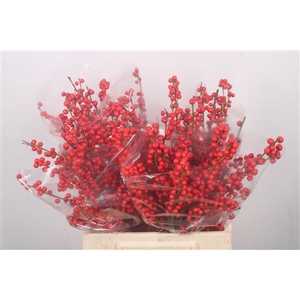 Ilex Verticilata Red Extra