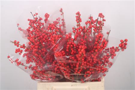 <h4>Ilex Verticilata Red Extra</h4>