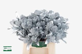 <h4>SKIM OV BS KLB H%</h4>