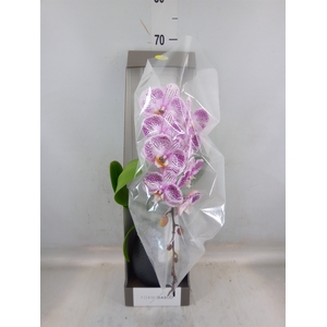 Phalaenopsis   ...lilac