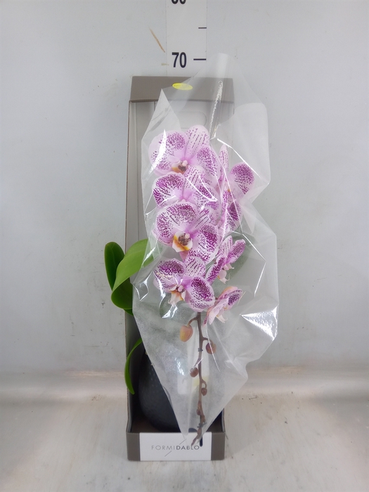 <h4>Phalaenopsis   ...lilac</h4>