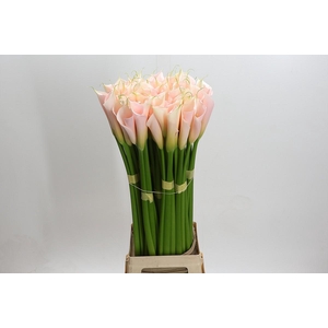 Zantedeschia Eydolls Salmon