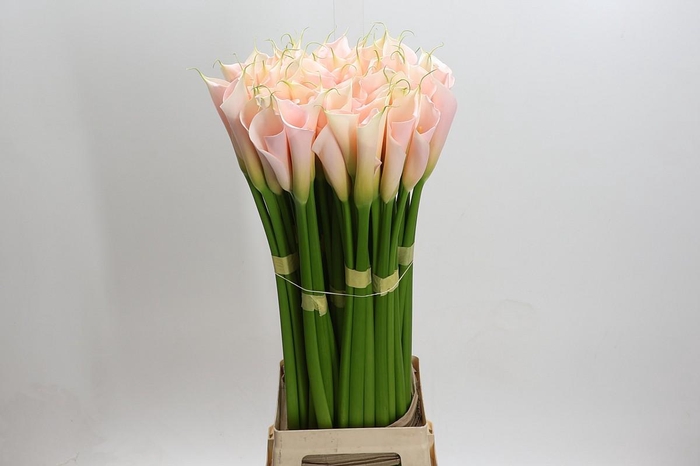 Zantedeschia Eydolls Salmon