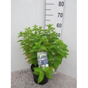 Hydrangea pan. Little Spooky 25-30 cm P23