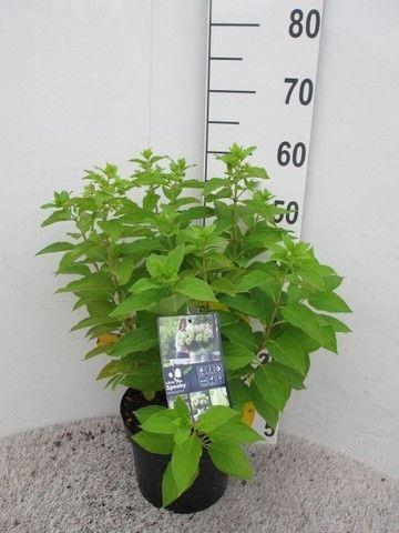 <h4>Hydrangea pan. Little Spooky 25-30 cm P23</h4>