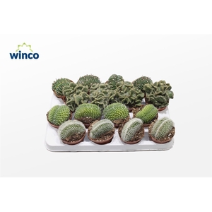 Cactus Cristata Mix (Collection)