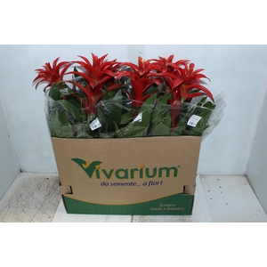 GUZMANIA VERMELHA P14