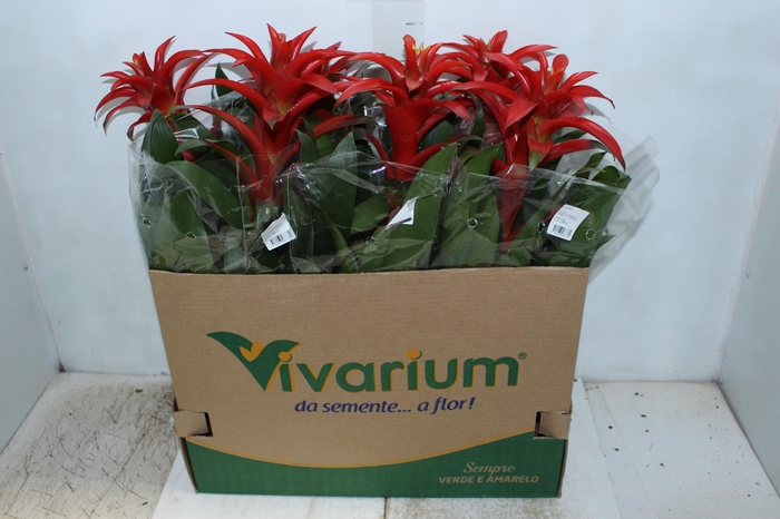 <h4>GUZMANIA VERMELHA P14</h4>