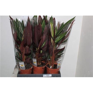 Strom Sa Stripestar P17
