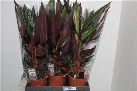 <h4>Strom Sa Stripestar P17</h4>
