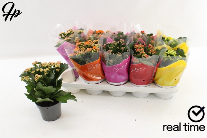 <h4>KAL GE GEM 5 KL</h4>