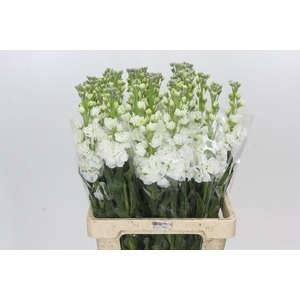 Matthiola Iron White