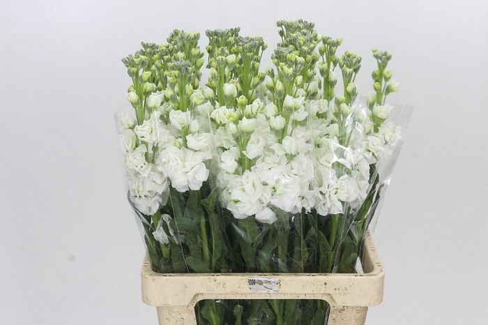 Matthiola Iron White