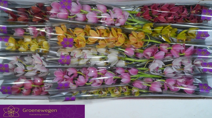 <h4>CYMB MI GEM</h4>