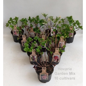 Hydrangea Hovaria Garden Mix 19cm