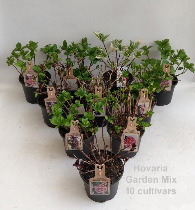 <h4>Hydrangea Hovaria Garden Mix 19cm</h4>