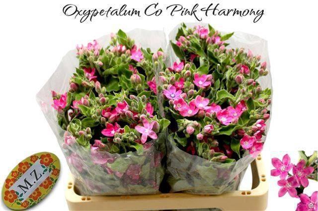 <h4>OXY CO PINK HARMONY</h4>