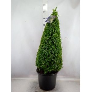 Buxus semp.   ...