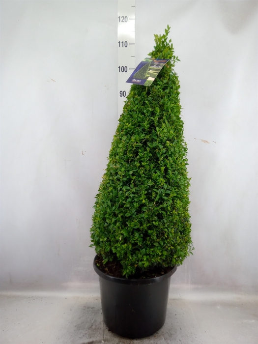 Buxus semp.   ...