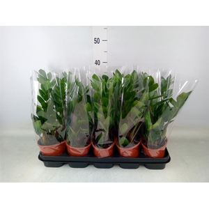 Zamioculcas zamiifolia