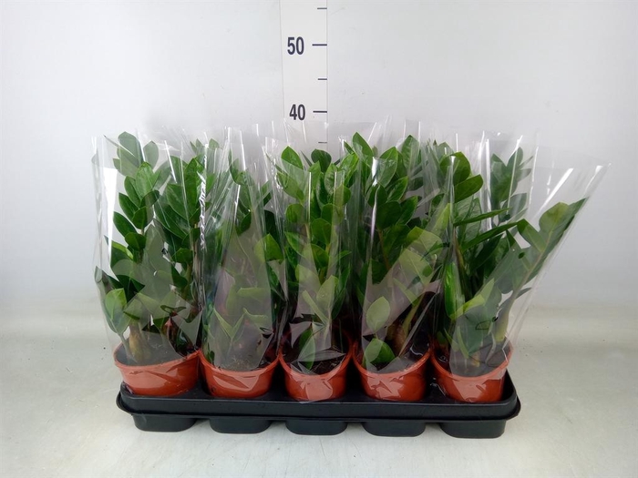 <h4>Zamioculcas zamiifolia</h4>