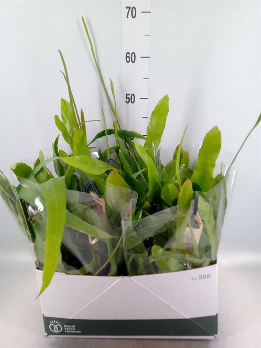 <h4>Epiphyllum   ...</h4>